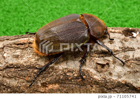 ヘラクレスヘラクレス 71105741