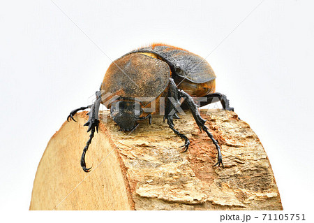 ヘラクレスヘラクレス 71105751