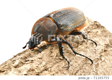 ヘラクレスヘラクレス 71105755