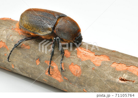 ヘラクレスヘラクレス ヘラクレスヘラクレス 71105764