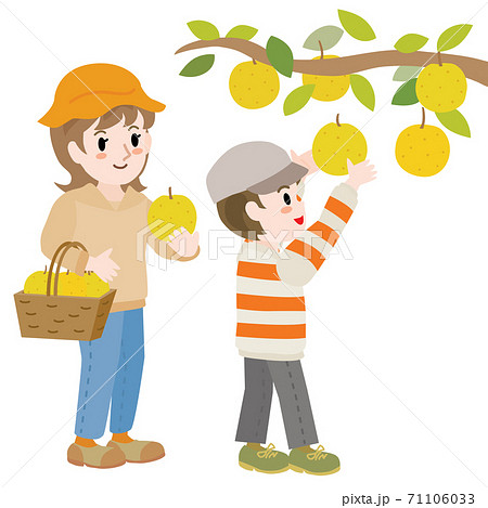 梨狩りをする親子 男の子とお母さんのイラスト素材