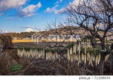 （静岡県）伊豆・丹那盆地のダイコン干しと富士山 71106044