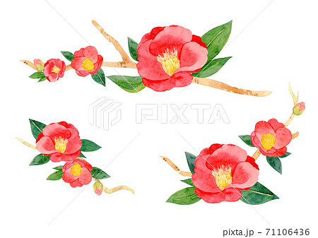 red camellia japonica flower and leaves isolated on white background. red camellia japonica flower and leaves isolated on white background. 71106436