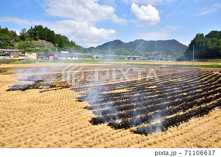 稲藁焼き　田焼き　秋の田園風景　日本の秋風景　熊本県北部　 71106637