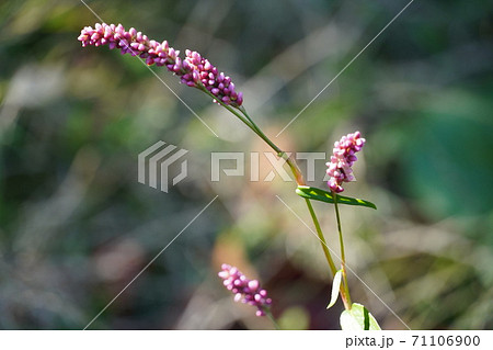 花と実の区別がつきづらい雑草 かわいらしいピンク色のイヌタデの写真素材