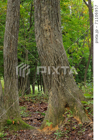 コナラに穿孔したキクイムシの跡　福島県只見町 71106957