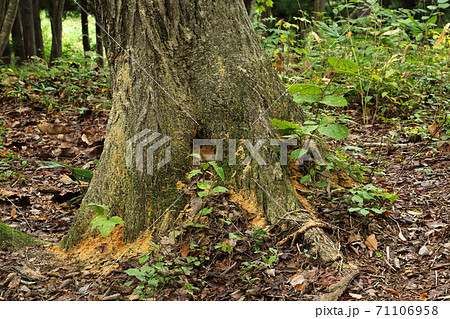 コナラの根元に穿孔したキクイムシの跡 福島県只見町 コナラの根元に穿孔したキクイムシの跡 福島県只見町 71106958