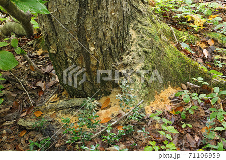 コナラの根元に穿孔したキクイムシの跡 福島県只見町 コナラの根元に穿孔したキクイムシの跡 福島県只見町 71106959