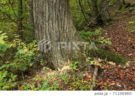 コナラの根元に穿孔したキクイムシの跡　福島県只見町 71106960