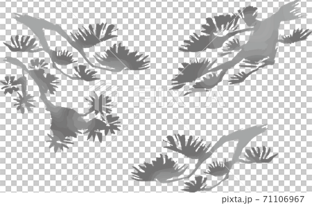 新年元旦松木相撲畫水墨畫水彩插圖素材 新年元旦松木相撲畫水墨畫水彩插圖素材 71106967