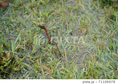 アキアカネの交尾 71106978