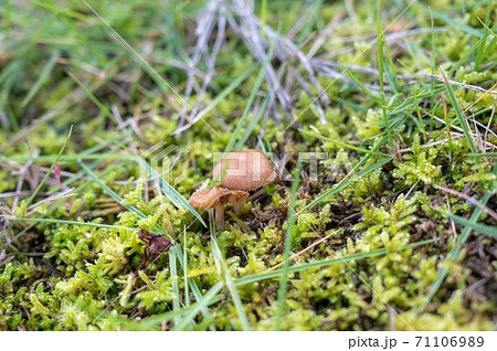 苔と茸 71106989