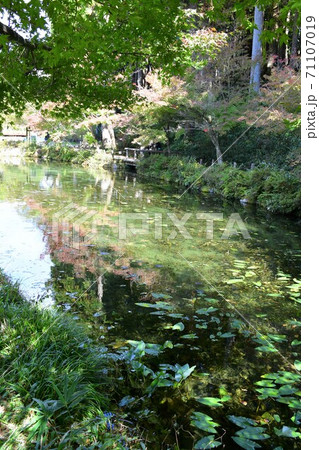 秋のモネの池　湧水池と鯉・紅葉 71107019