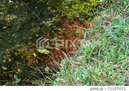 秋のモネの池　湧水池と鯉・紅葉 71107021