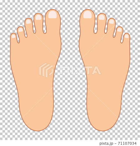 腳背的矢量插圖（帶有顏色和邊框） 71107034