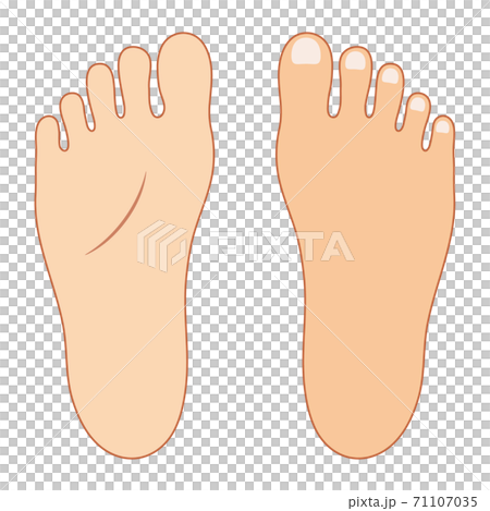 腳背和鞋底的矢量插圖(帶有顏色和邊框) 腳背和鞋底的矢量插圖(帶有顏色和邊框) 71107035