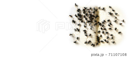 A lot of fly stick catcher sticky fly trap Close up of Many fly on the white background 71107108