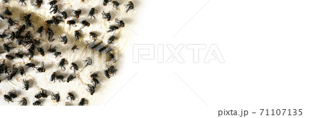 A lot of fly stick catcher sticky fly trap Close up of Many fly on the white background 71107135