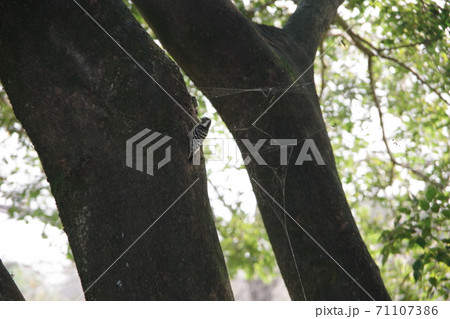 キツツキ 71107386