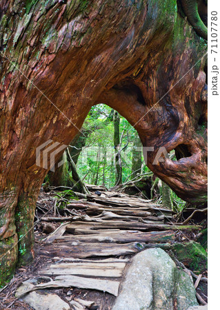 屋久島の幻想的な自然 71107780