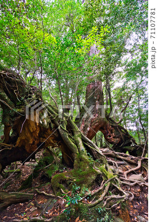 屋久島の幻想的な自然 71107781