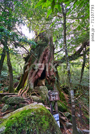屋久島の幻想的な自然 71107793