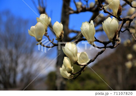 織田信長の城下町・128（岐阜県岐阜市長良） 71107820