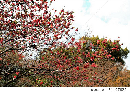 織田信長の城下町・130（岐阜県岐阜市長良） 71107822