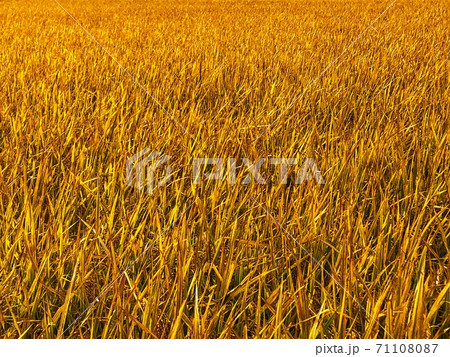 黄金色に輝く稲が一面に広がる秋の風景 71108087