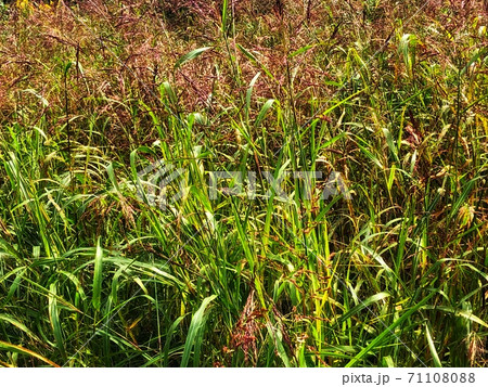 輝く緑の葉っぱと赤い稲が一面に広がる秋の風景 71108088