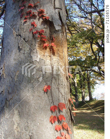 紅葉 公園 つた 紅葉 公園 つた 71108576