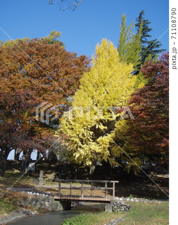 紅葉 公園 紅葉 公園 71108790