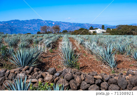 Blue Agave field in Tequila, Jalisco, Mexico Blue Agave field in Tequila, Jalisco, Mexico 71108921