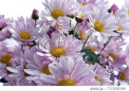ピンク系小菊 秋咲き 満開の小菊、ピンクの花、秋の花、花畑、花