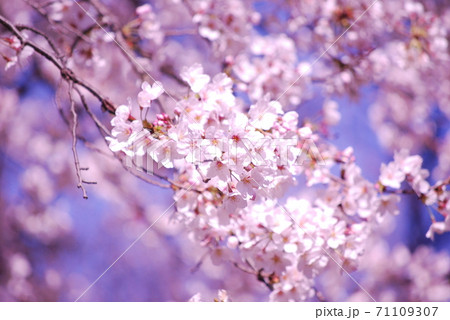 快晴のソメイヨシノ　房成 71109307