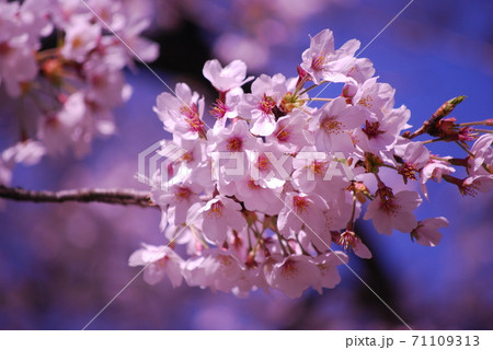 快晴のソメイヨシノ　アップ 71109313