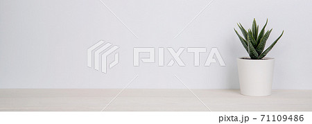 Mini plant succulent on wooden white desk, little plant and leaf in potted on table. 71109486