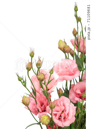Buds and beautiful pink flowers in white isolated background. 71109681