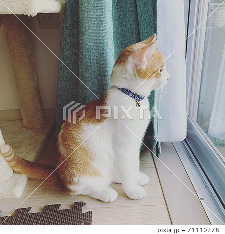 ちょこんと座る猫 71110278