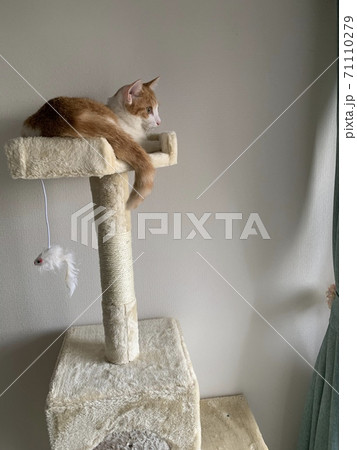 キャットタワーに登る猫 キャットタワーに登る猫 71110279