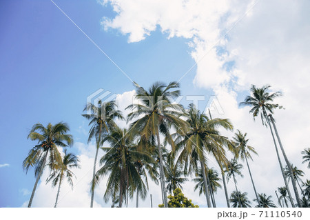 Palm tree with blue sky. 71110540