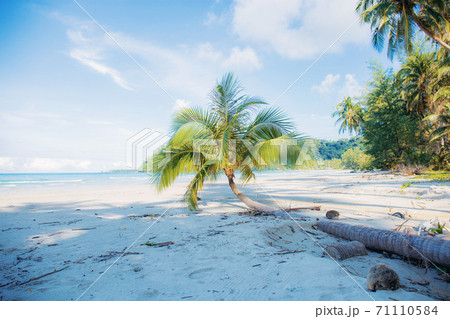 Coconut tree on beach. 71110584