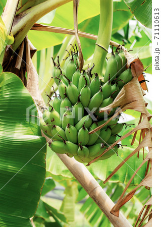 Banana on tree with sunlight. 71110613