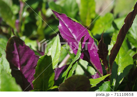 金時草 金時草 71110658