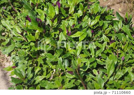 つやつや光り輝く金時草畑　 71110660