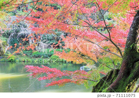 池庭の伊呂波紅葉　　★-★-★三色紅葉★-★-★ 71111075