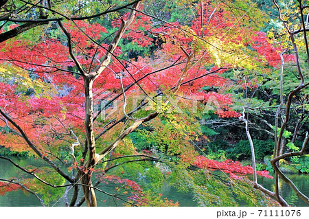 池庭の伊呂波紅葉　　★-★-★三色紅葉★-★-★ 71111076