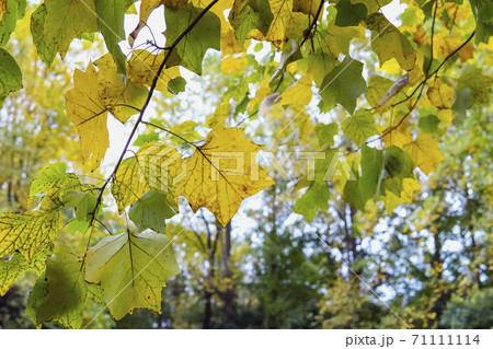ユリノキの枝葉の間にぼかした紅葉の風景 ユリノキの枝葉の間にぼかした紅葉の風景 71111114