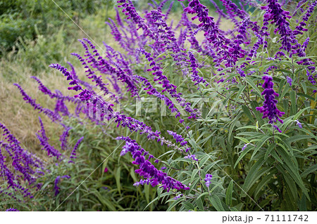 満開のメキシカンセージ アメジストセージ 左向きの写真素材