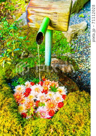 鮮やかな花手水(菊手水) 福島県二本松市 鮮やかな花手水(菊手水) 福島県二本松市 71112028